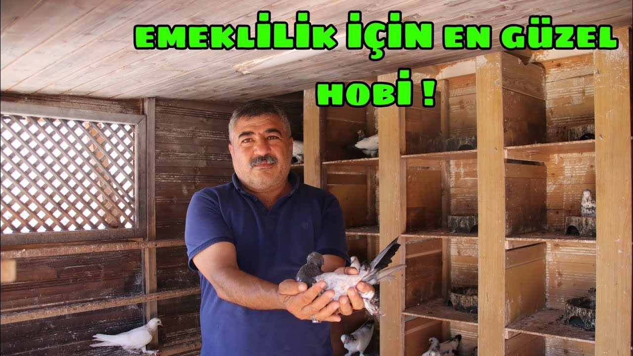 BİTLİSLİ SEDAT UÇAR ÜSTADIMIZI MERSİNDE ZİYARET ETTİK! KUŞLAR ON NUMARA AMA GÖKYÜZÜNDE BİR BELA VAR!
