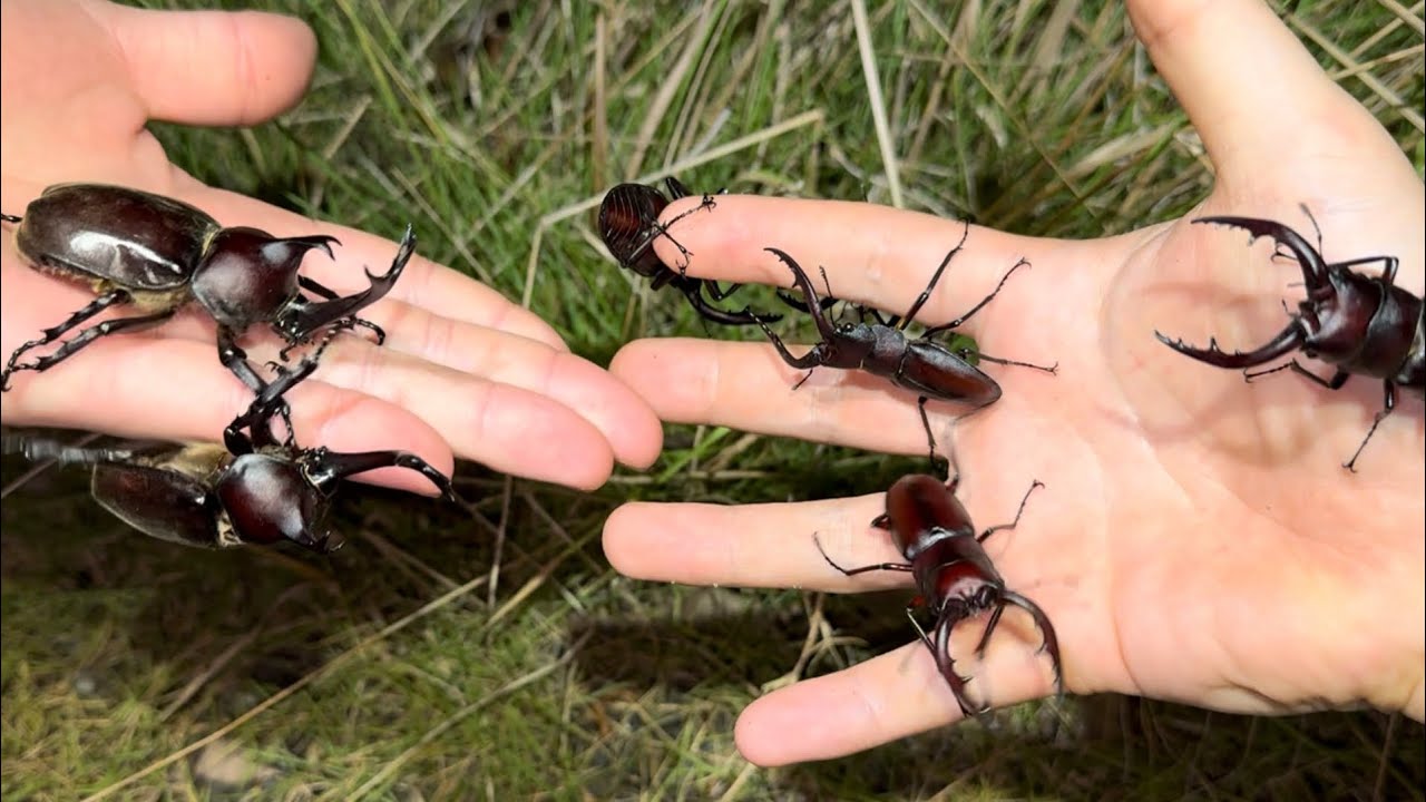 大量のカブト、クワガタを捕まえた