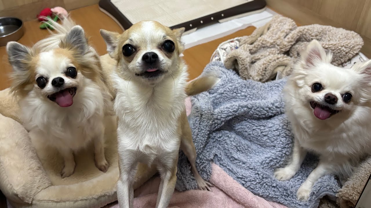 りんくん＆ピノくん＆ルウくん