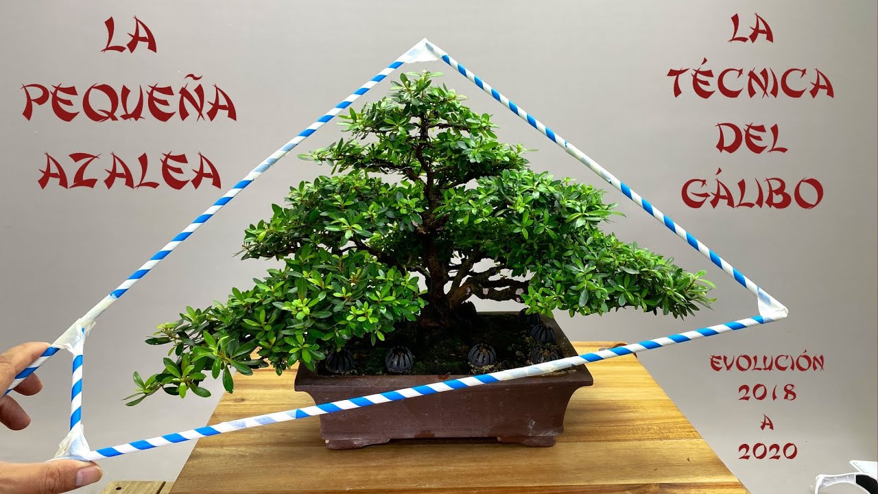 LA PEQUEÑA AZALEA EVOLUCIÓN 2018 a 2020  LA TÉCNICA DEL GÁLIBO