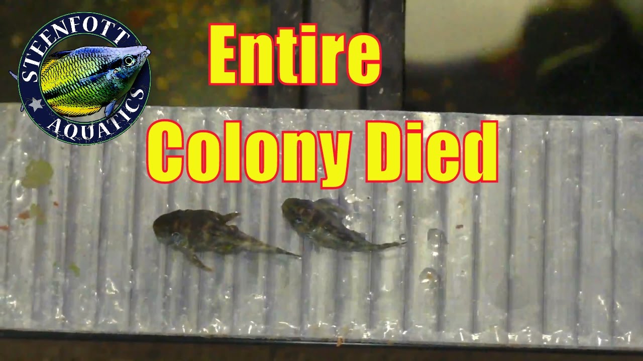 Dead Pleco Fish Colony