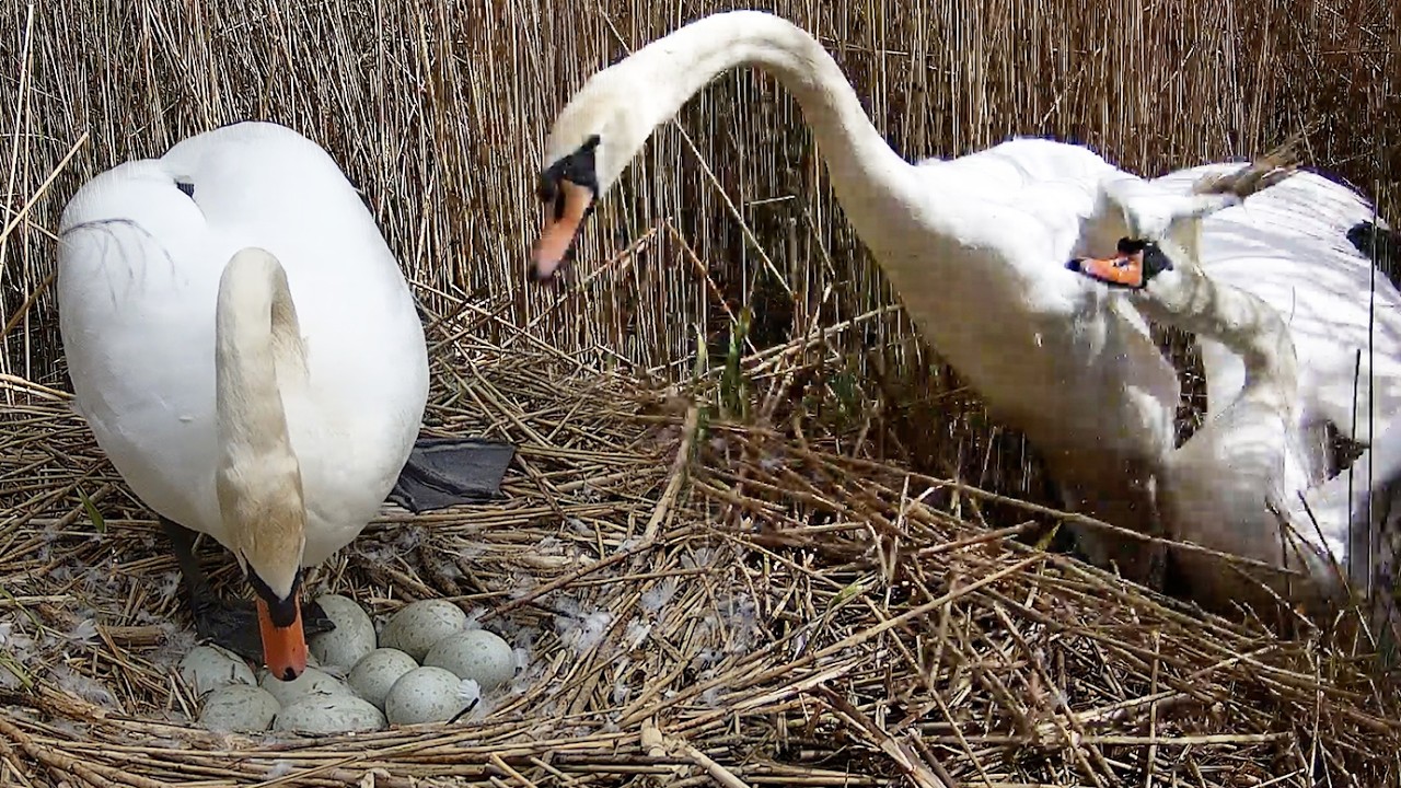 Swan Chases Rival Right Over Eggs | Mute Swans | Robert E Fuller