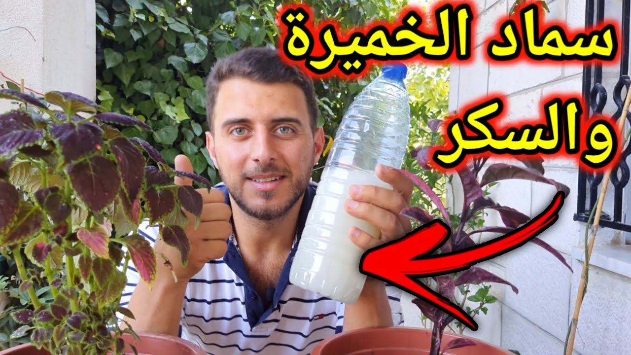 هل سماد الخميرة حقاً يفيد نباتك ؟!