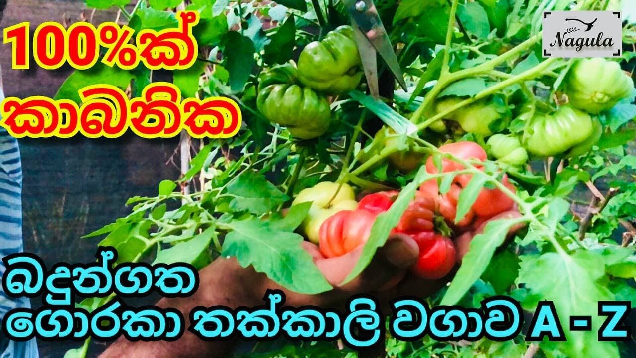 පුංචි ඉඩකින් ලොකු අස්වැන්නක් ගන්න බදුන්ගත ගොරකා තක්කාලි වගාව. How to grow tomatoes.