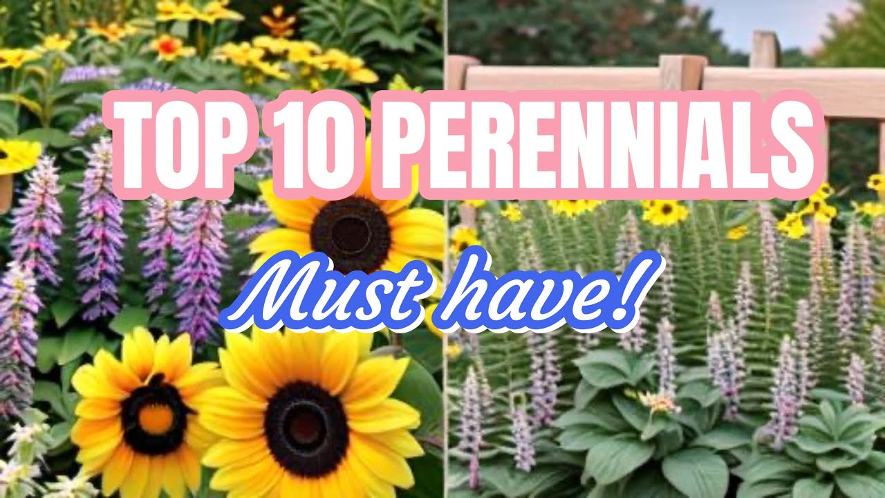 My Top 10 Must Have Perennials from My Zone 6 Garden