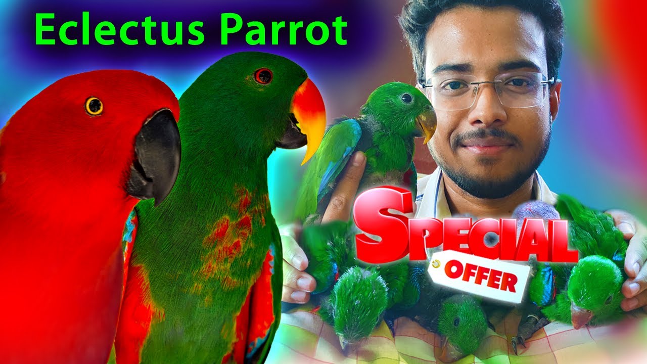 Eclectus Parrot | Price | Breeding | Cage Setup | Eclectus Parrot পাখির সেরা ধামাকা অফার 🥳💚❤️😍💥🐦
