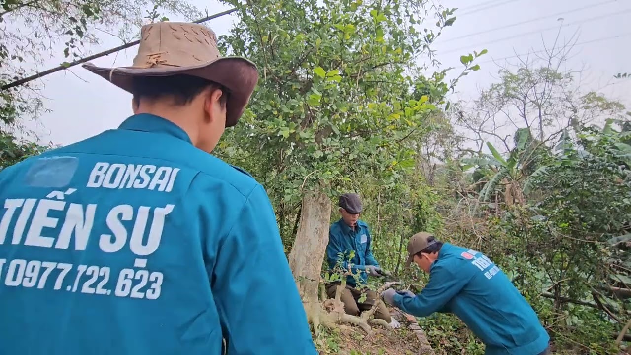 Ts 2734 Vào bông đôi duối trên chậu Tại nghỉ Sơn thanh hoá 