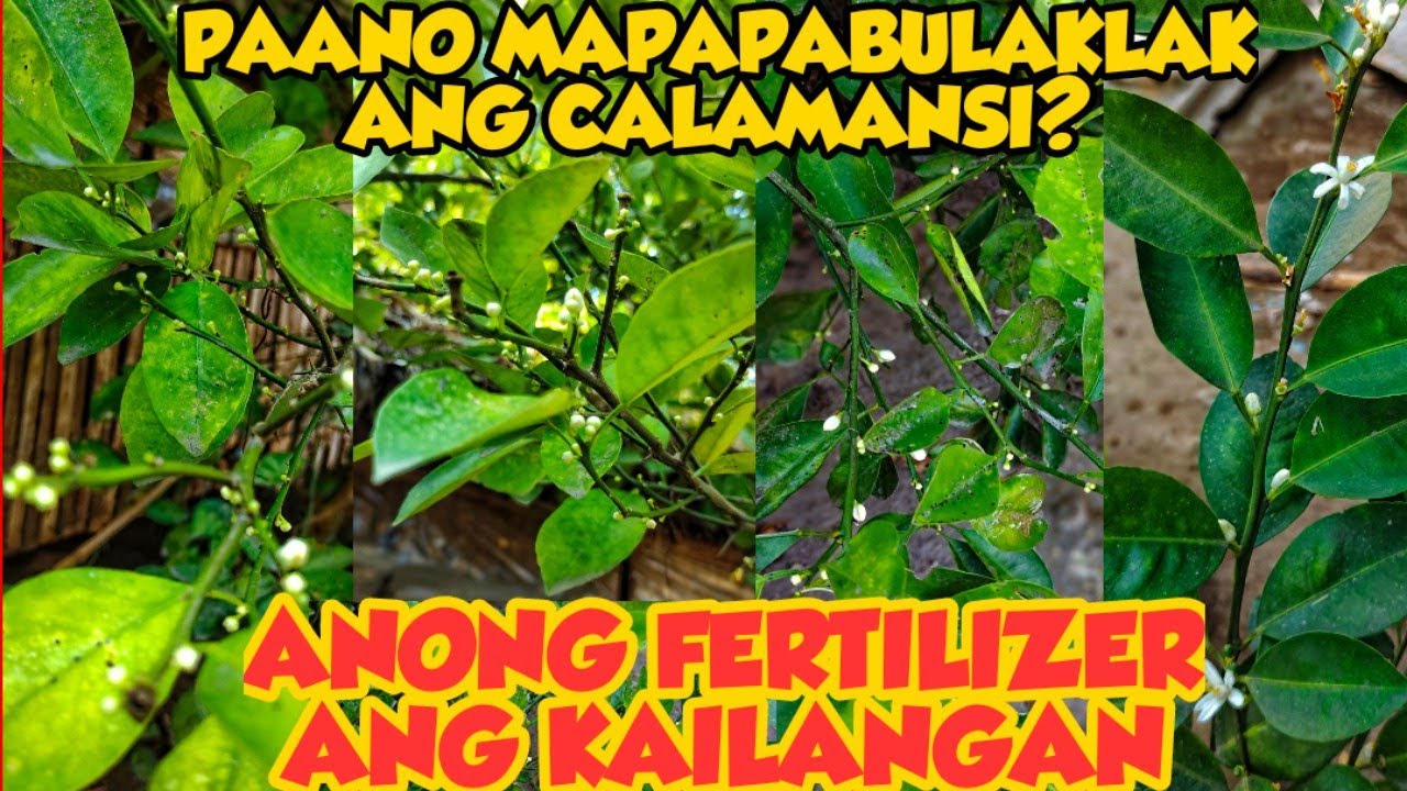 PAANO PABULAKLAKIN NG MADAMI ANG CALAMANSI | ANONG FERTILIZER ANG KAILANGAN | BACKYARD FARMING