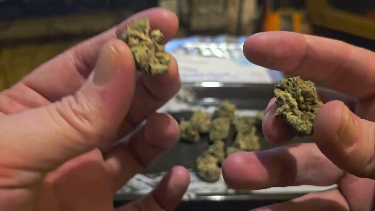 UK Medical Cannabis Review - ECPMT (aka. Platinum Mints)