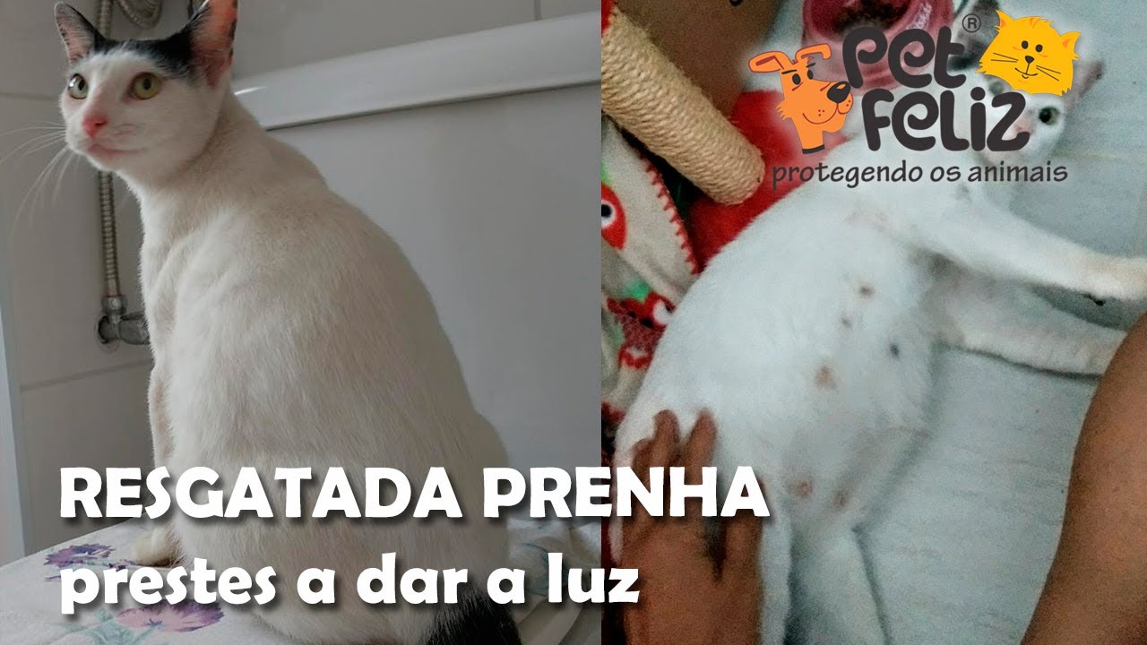 Gatinha prenha prestes a dar a luz, resgatada. Gata e filhotes para adoção