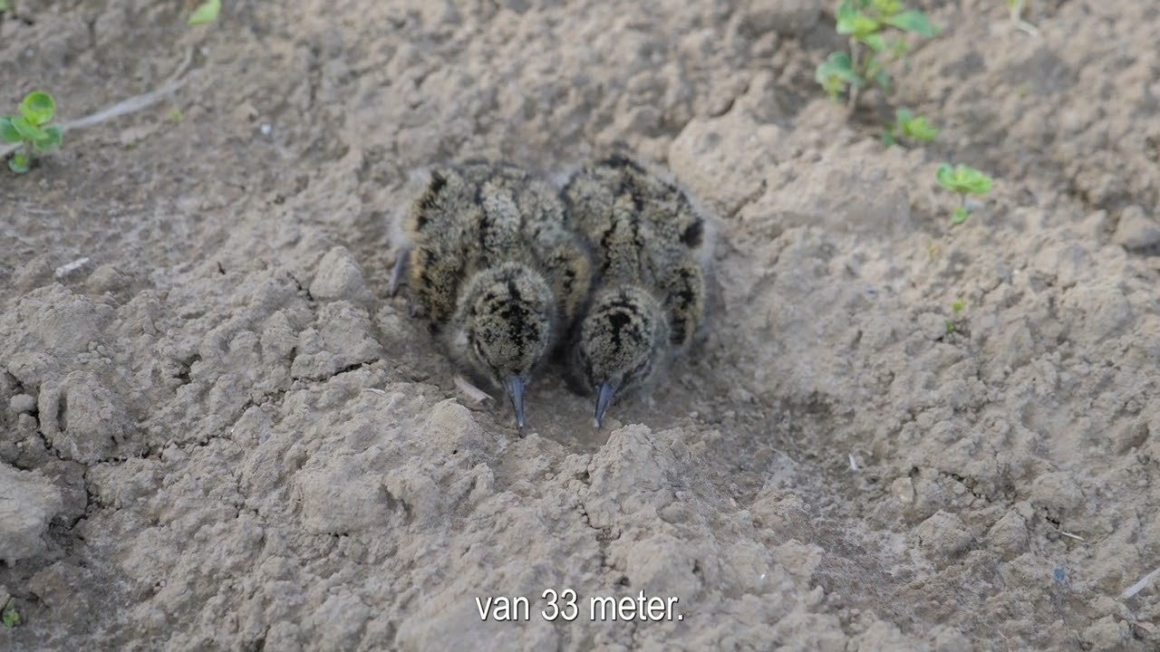 Vogels tellen in de Proeftuin Van Pallandtpolder