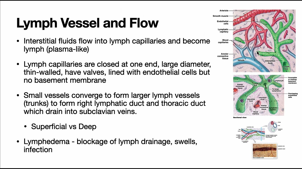 A&P2 Lymph System