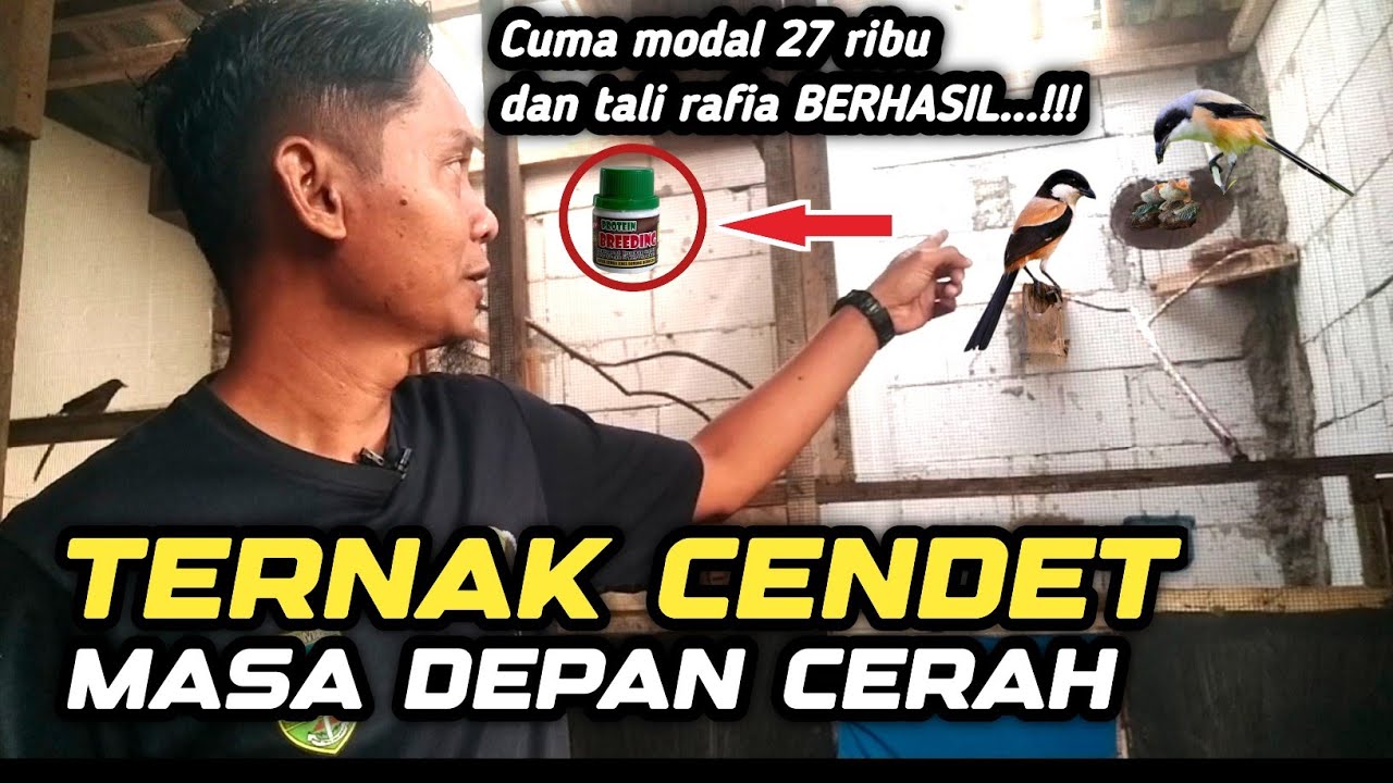 Trik jitu ternak CENDET Cuma modal 27 ribu & tali rafia BERHASIL‼️