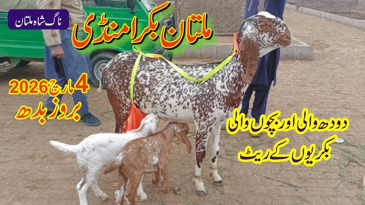 Multan bakra mandi updated bacho wali makhi chani bakray/ 4 March 2026 /cell 0304_9096494 