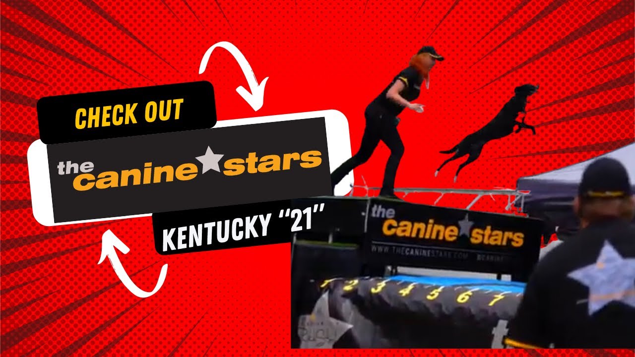Canine Stars stunt Dog Show