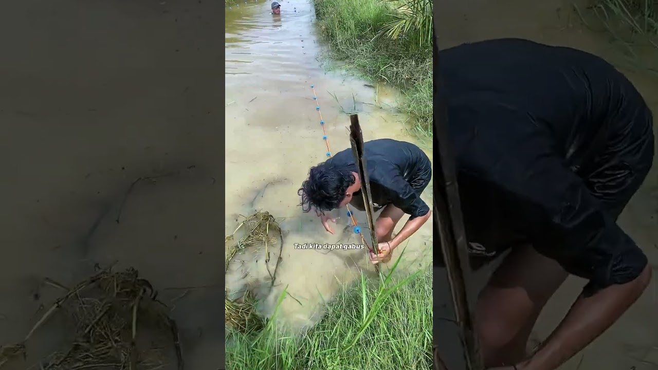 Gabus, Sepat, Biawan | Menjaring Ikan di Rawa Sekara | Momen Seru di Alam Liar Riau!