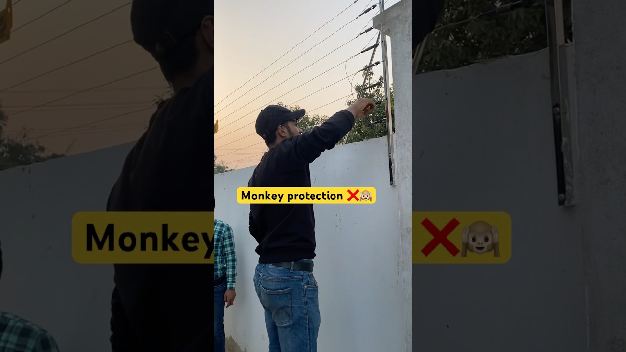 Monkey Protection 🙈 #monkeys #monkey  #electrician #homesecurity #automobile #homesecuritysystem