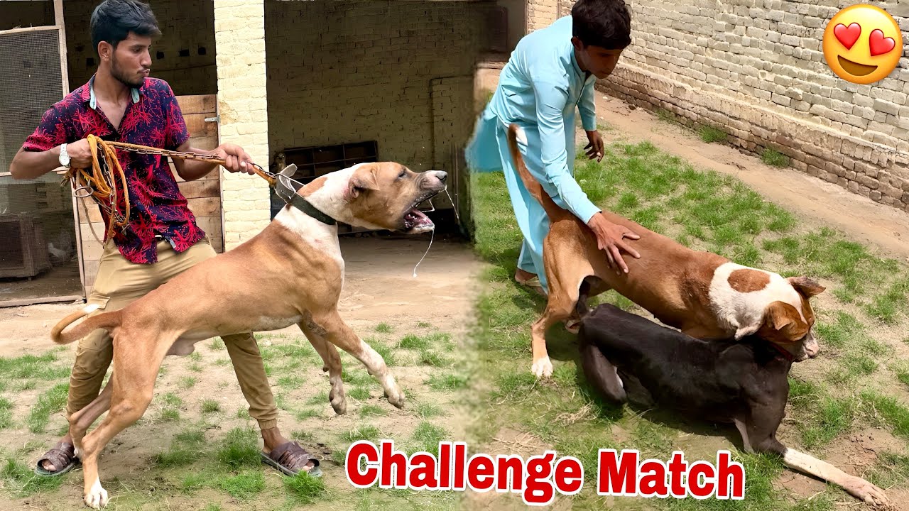 Bully Dog Badshah's Challenge Match happened😍