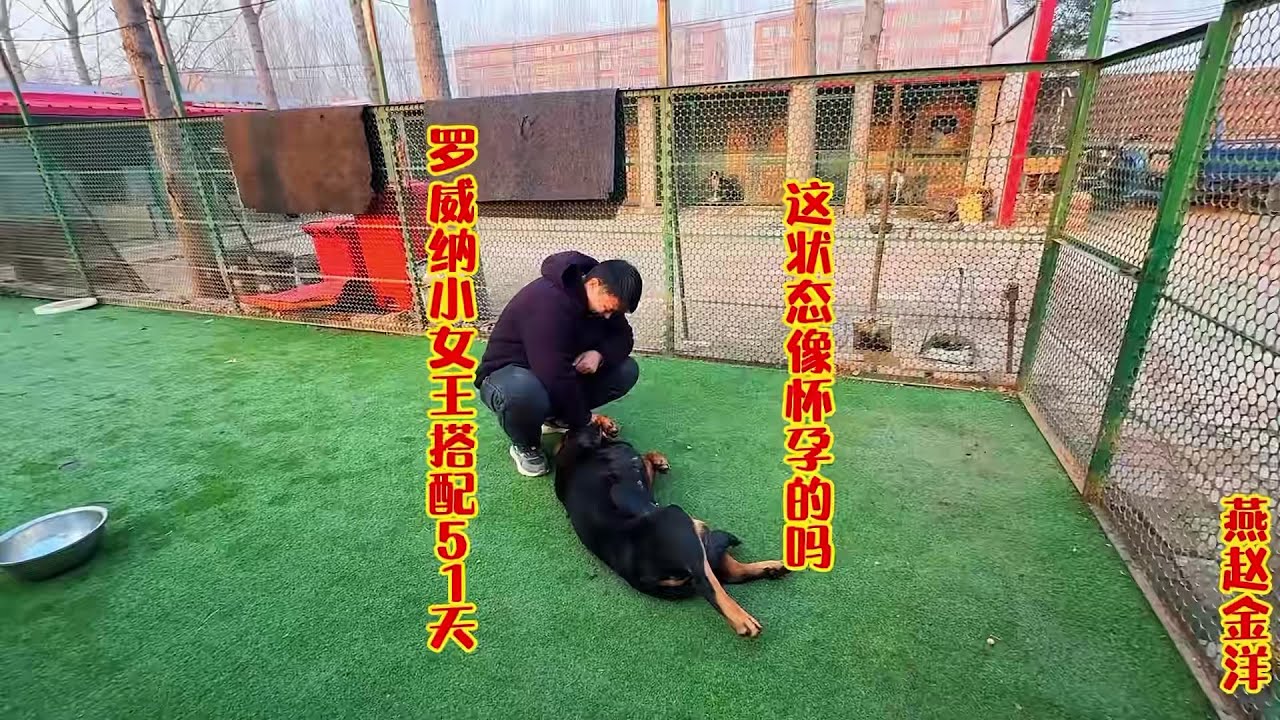 罗威纳小女王搭配51天，这状态像怀孕的的吗？金洋怀疑空窝了