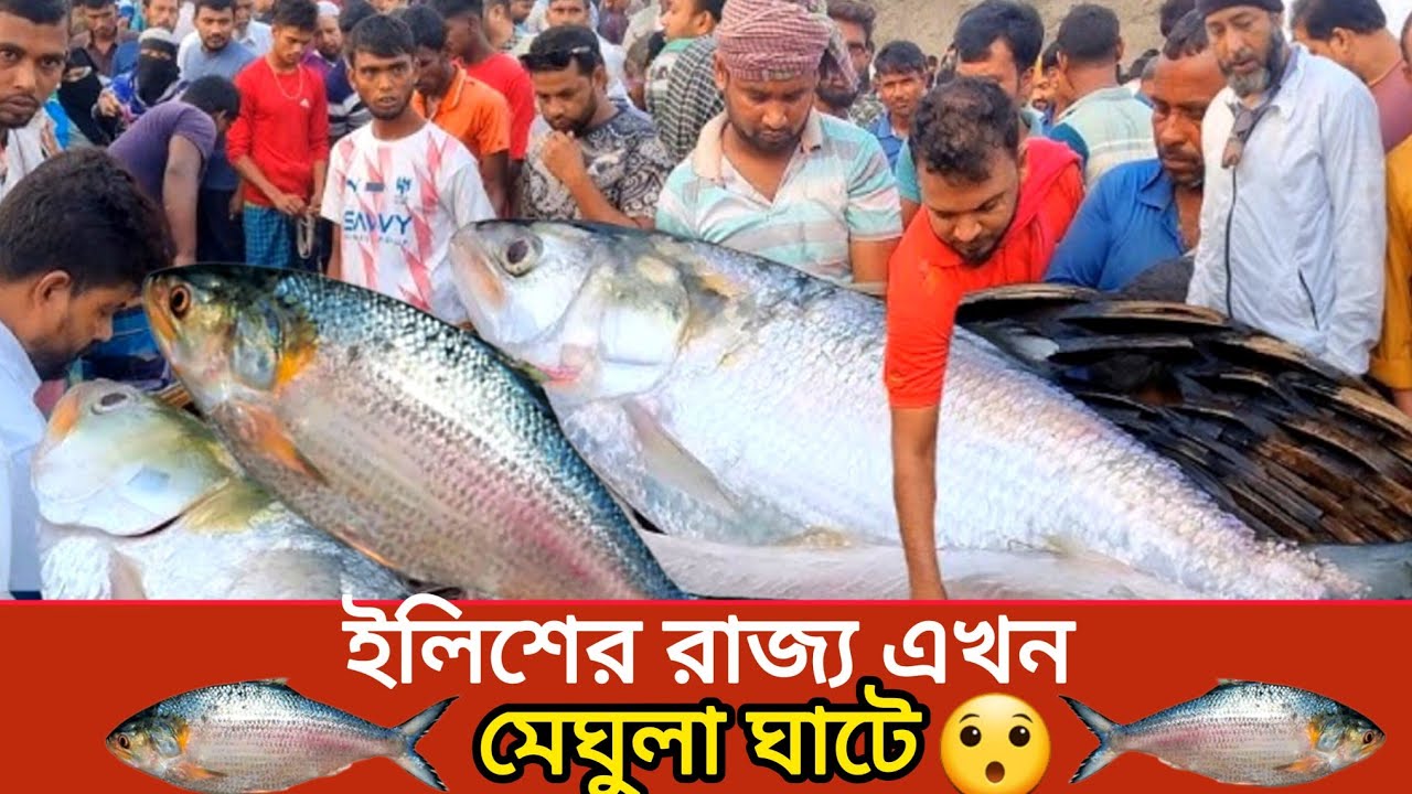 মেঘুলা বাজার মাছের আড়ৎ এখন ইলিশের দখলে চারদিকে শুধু রূপালী ঝলক