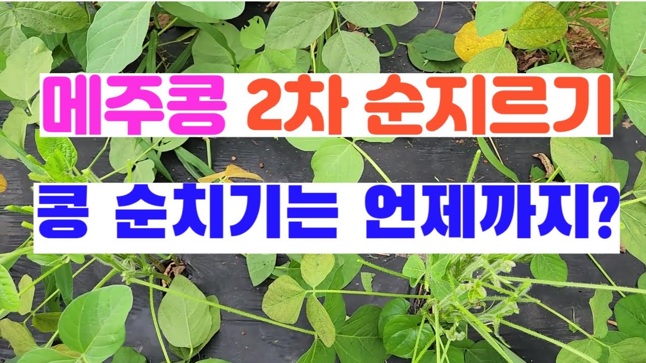 메주콩 2차 순지르기 ㅣ메주콩(흰콩)  순이 너무 많이 자랐네요. 그래서 낫으로 쓱! 싹! 다 베어냈답니다.