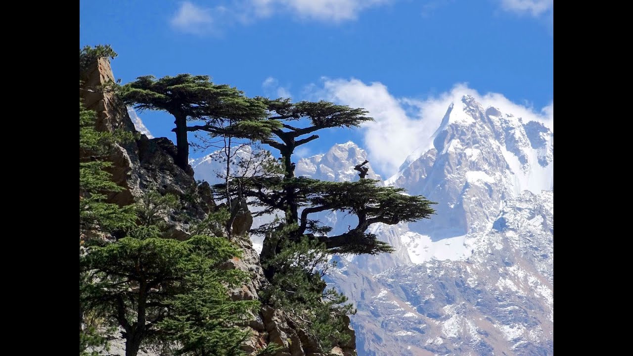 Deodar cedar (Deodara cedrus, Himalayan cedar) 