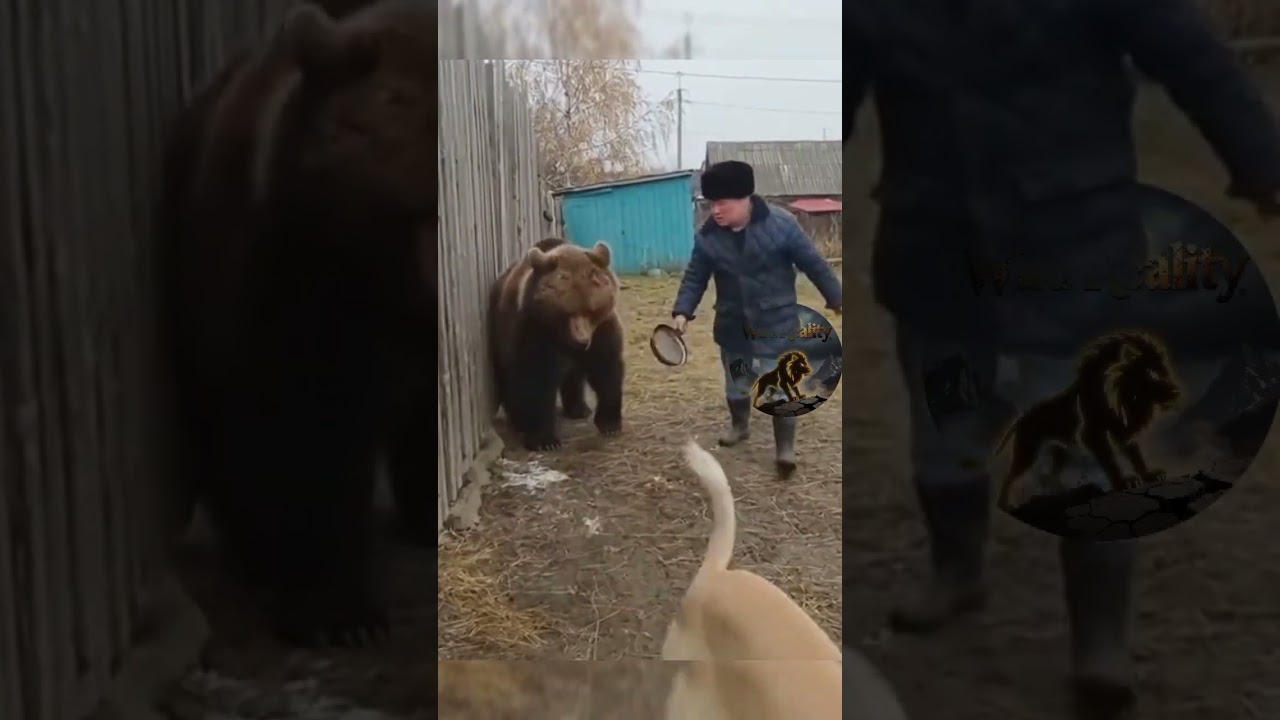 A bear grabbed a dog in Russia with teeth.