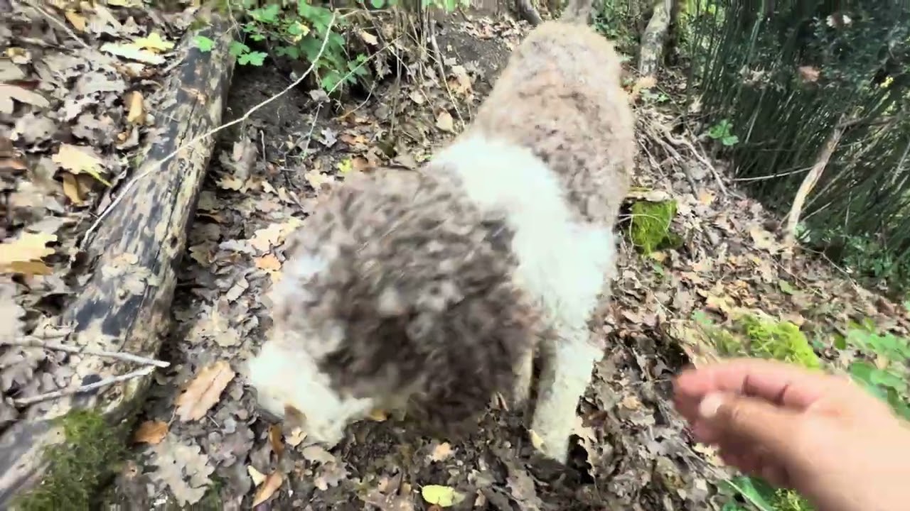 Spettacolare Moka | A tartufi in Toscana col #lagottoromagnolo di #siena #Tartufi
