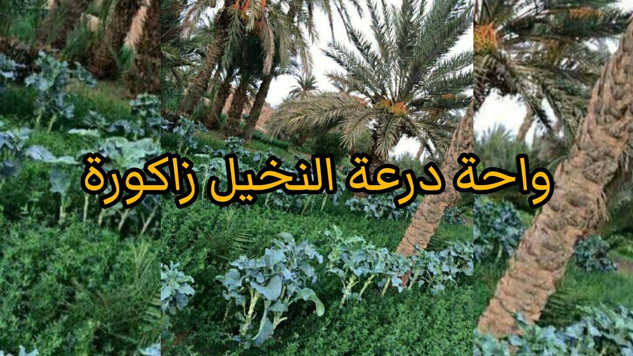 واحة زاكورة بالجنوب الشرقي Zagora oasis in the southeast