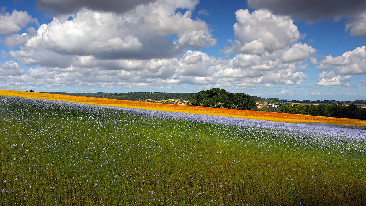 Poppies and flax flowers in Nordausques, Pas-de-Calais (Time Lapse 60 minutes 30x, 20220613, FHD)