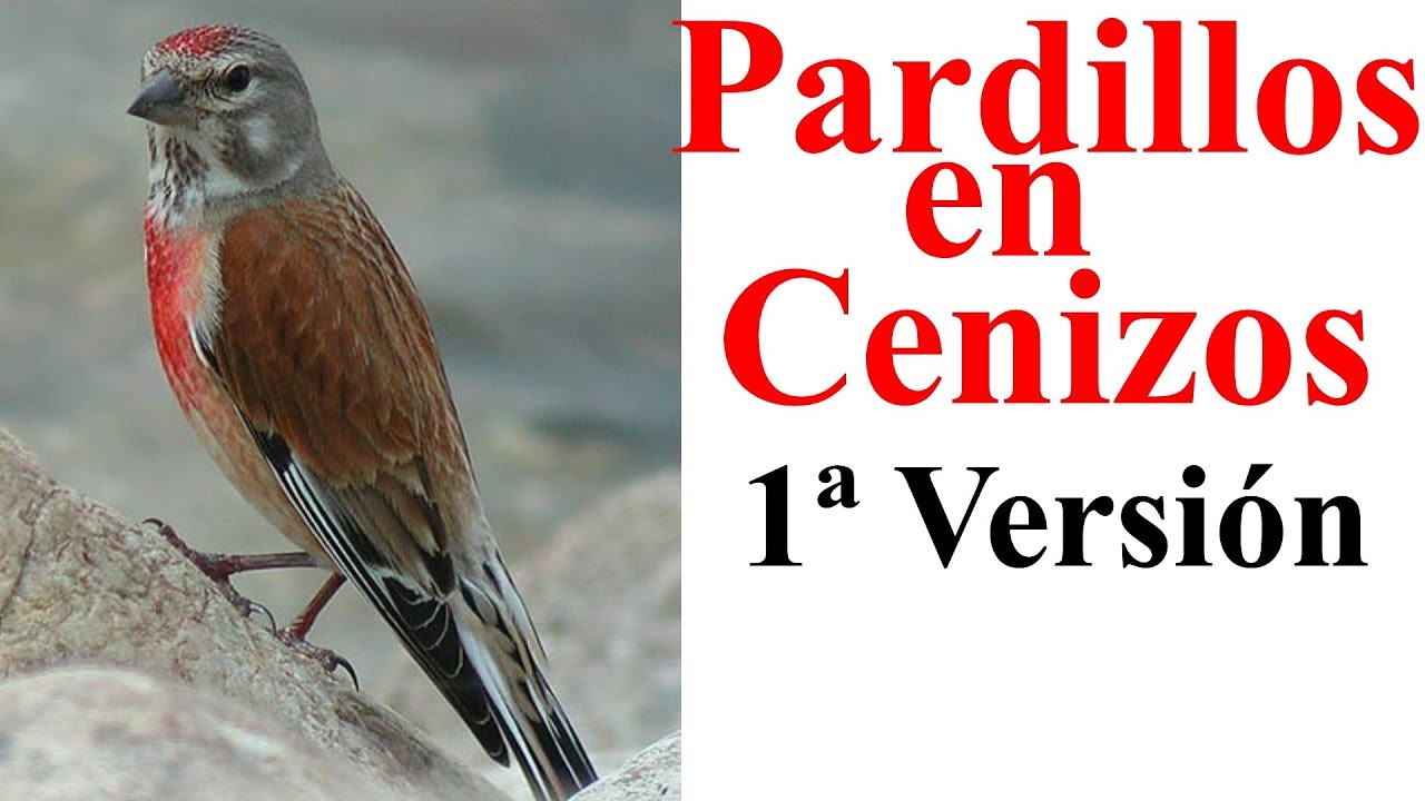 Reclamo pardillo cenizos 1ª version