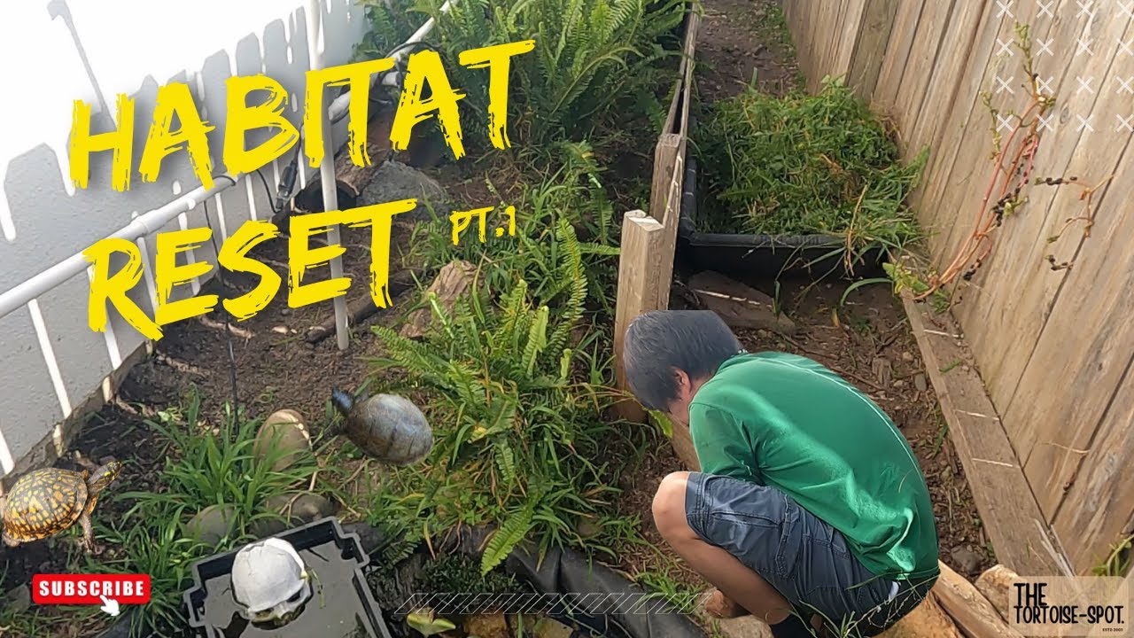 3-Toed Box Turtle Enclosure Cleanup Day | Real Outdoor Maintenance Routine Before Spring (PT. 1).