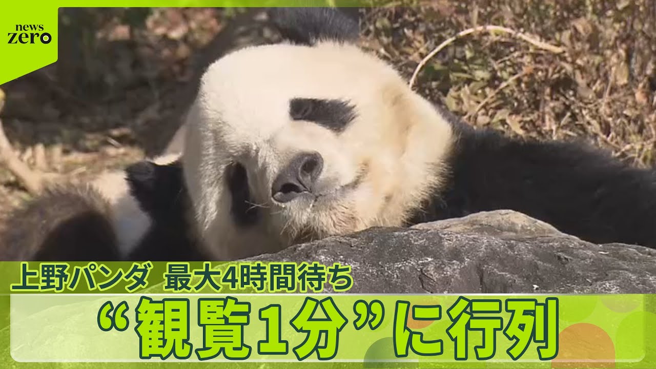 【上野動物園の双子パンダ】来月返還　長蛇の列…最大4時間待ち