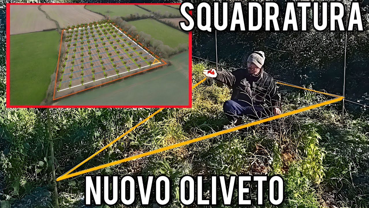 Squadratura dell'oliveto: fai cos&igrave; per avere piante perfettamente allineate!