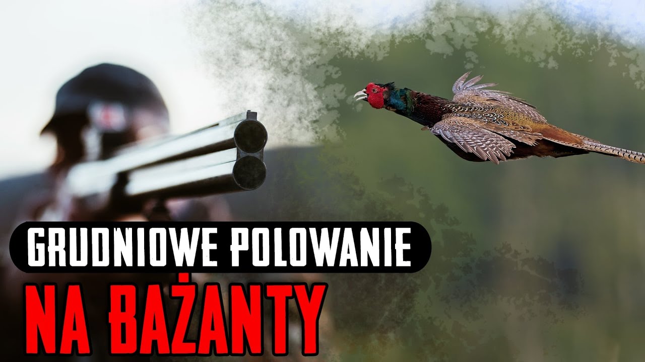 Grudniowe polowanie na bażanty.