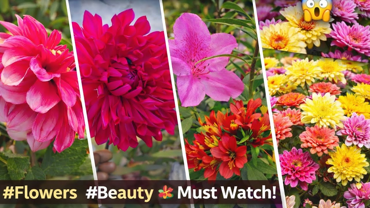 Ooty-ல இப்படியொரு பூக்களா? 😲 இயற்கை மாயம்#flowers #garden#plants#nature#gardening#shots#viral