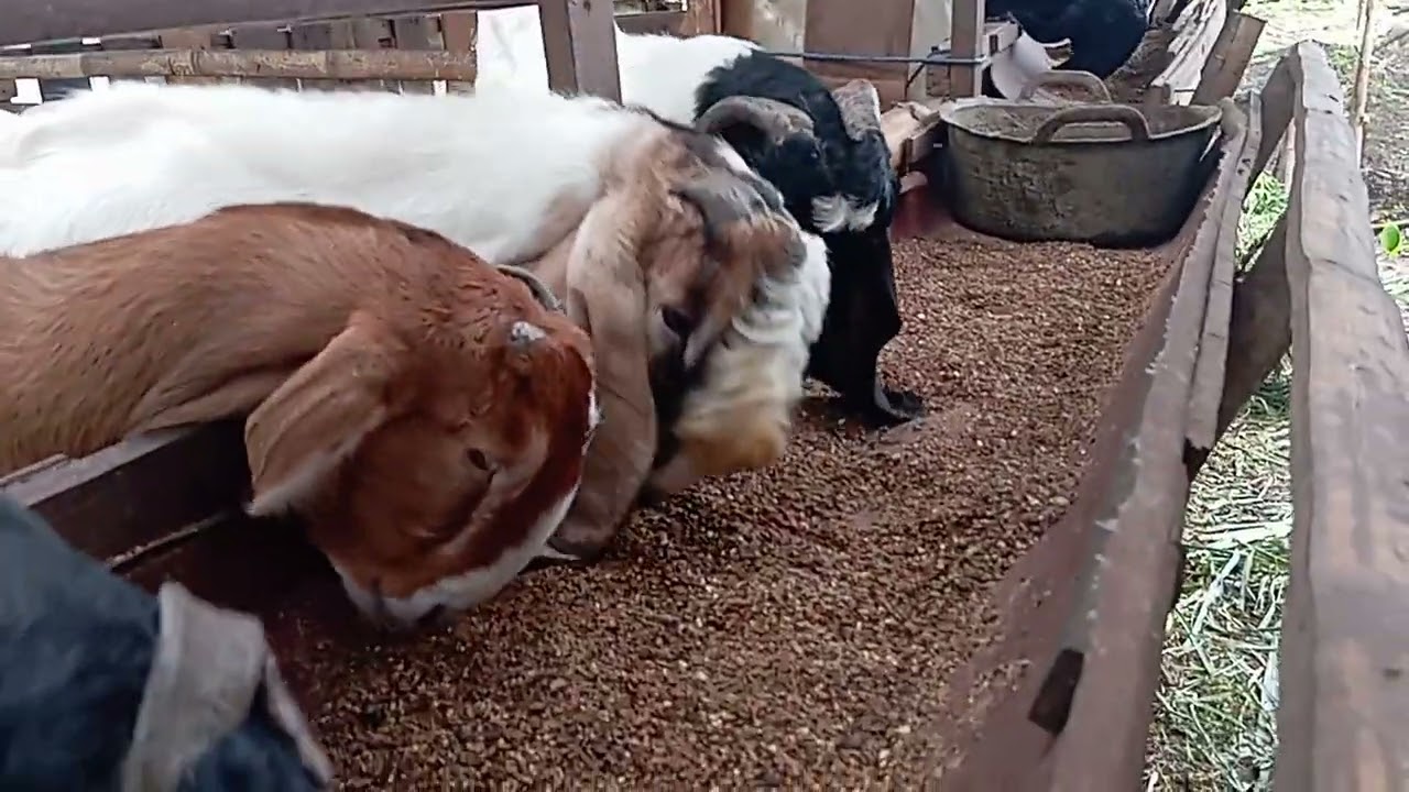 KAMBING JAWARANDU MAKAN KULIT KOPi