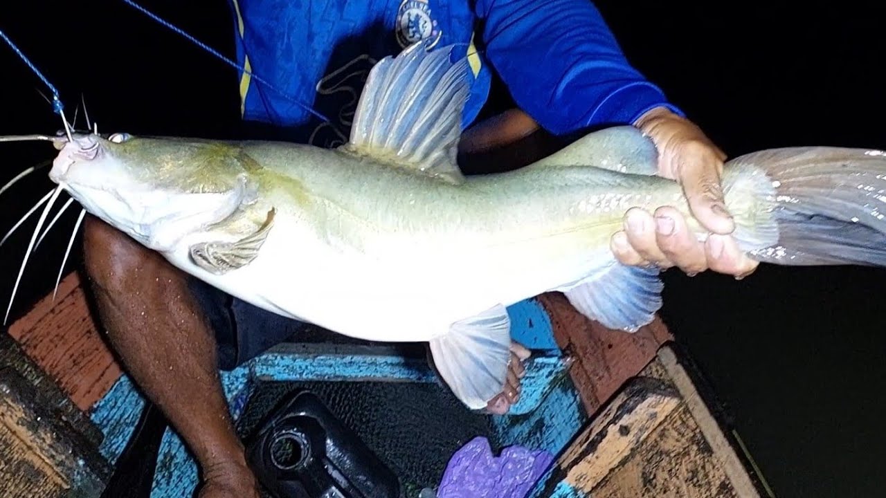 DISARANG BUAYA KAMI NAJUR... PANEN IKAN BAUNG JUMBO...