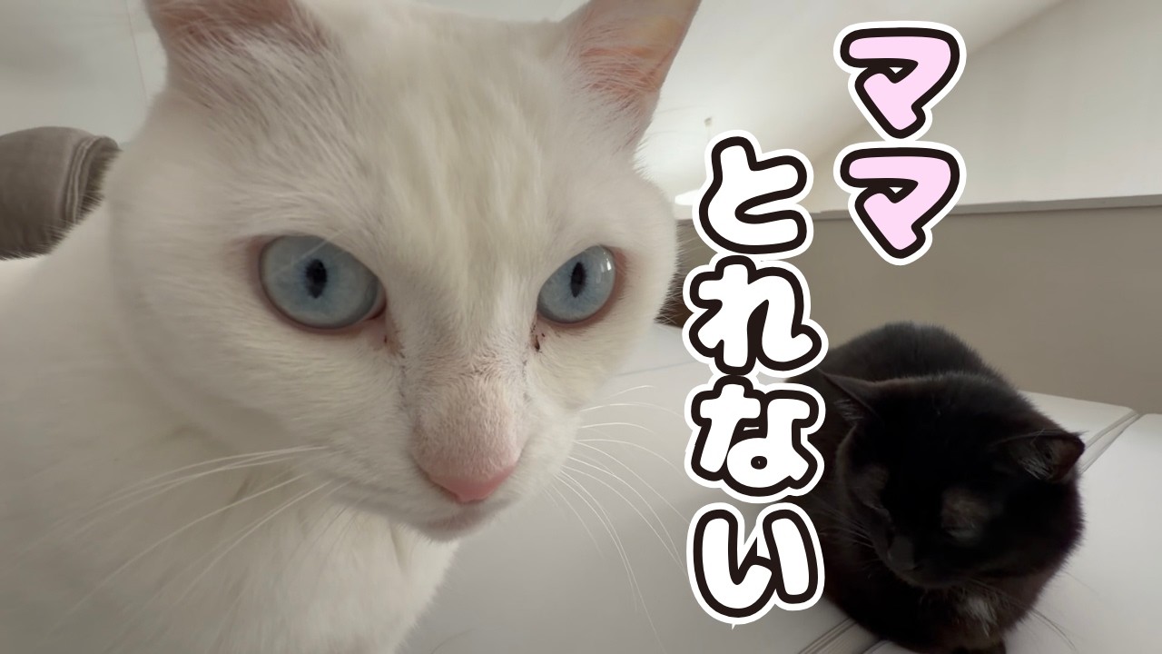 どっちが先に取れるかな・・隙間にネズミを挟んでみた【白黒猫とネズミ】