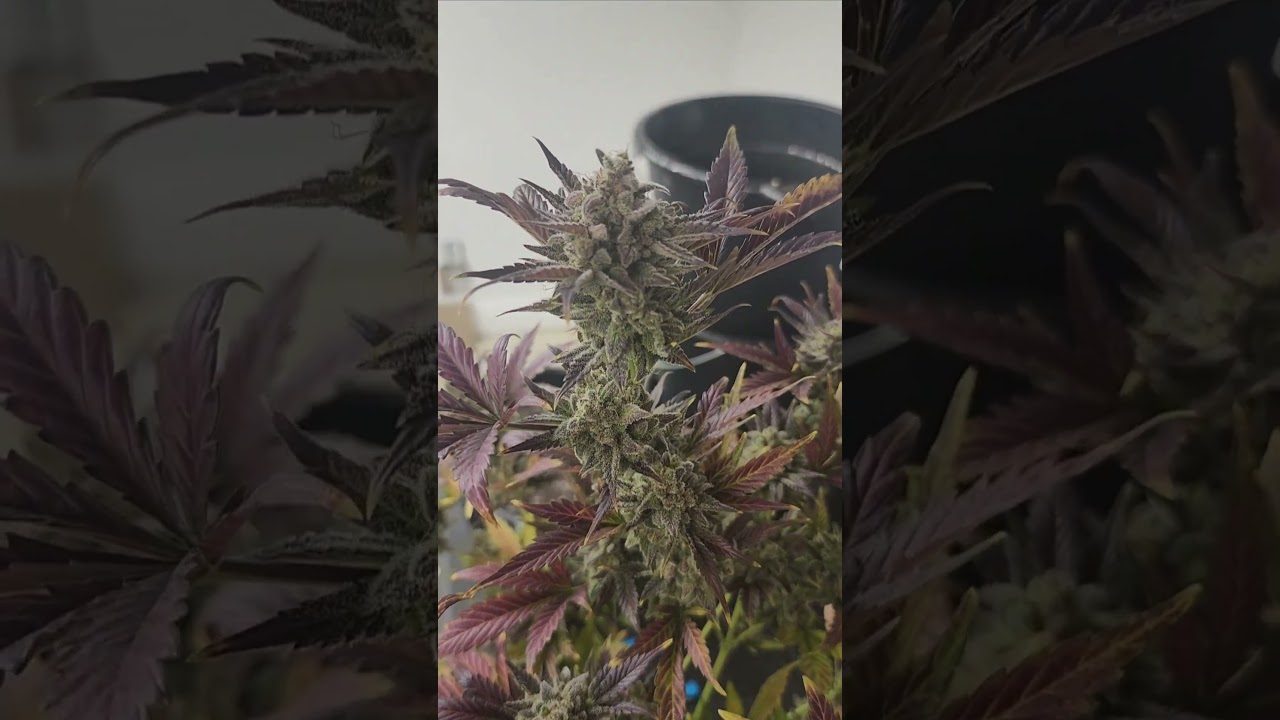 #zadated #420 #video #medicalgrow #homegrown #grow