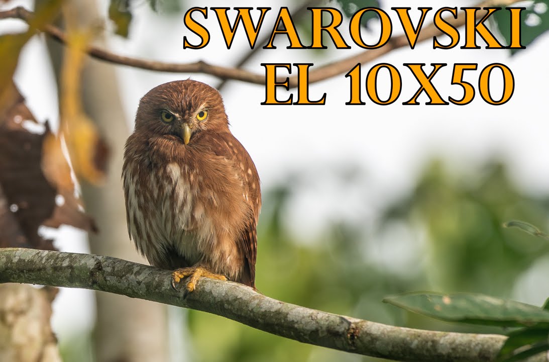 Swarovski EL 10x50 vs. Zeiss & Leica