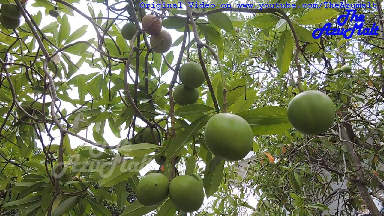 The Dead Fruit Sea Mango Cerbera Manghas Pohon Bintaro ミフクラギ
