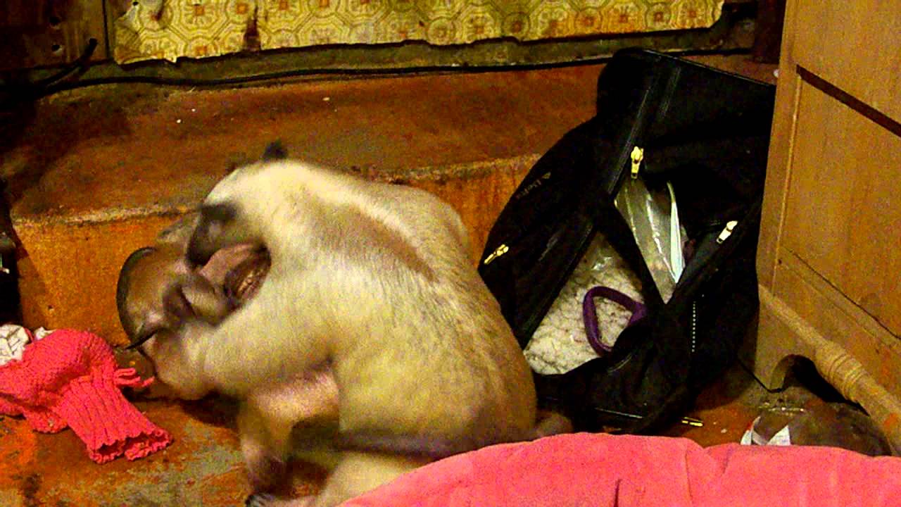 Pua and Aurora anteaters playing