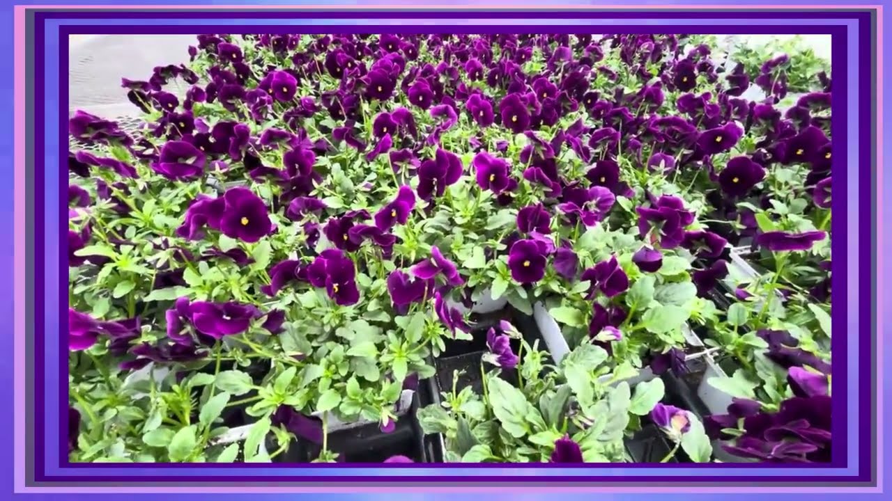 Colorful Viola Flowers