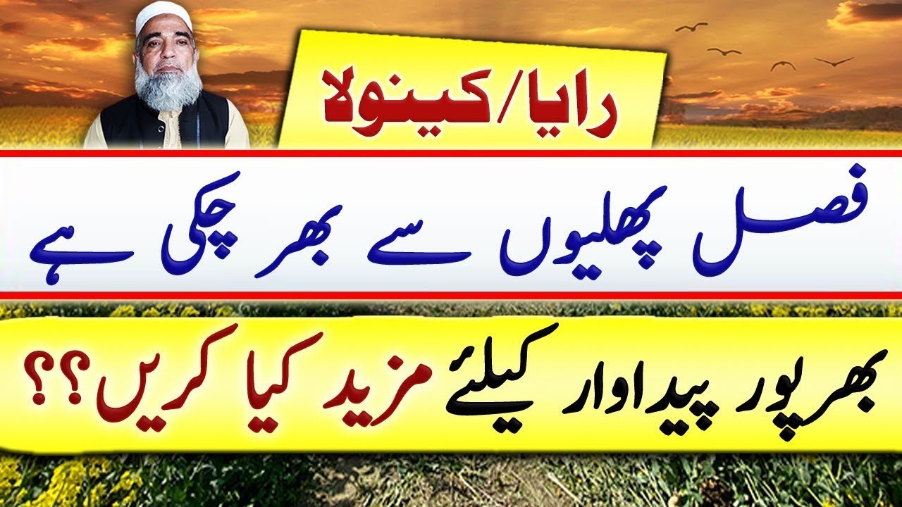 How to achieve maximum yield of Raya / Canola || Crop Reformer