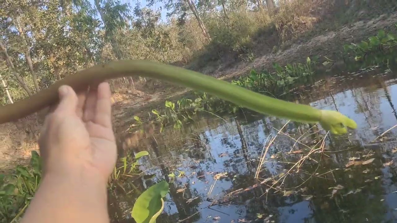 ขี้กะตก   ของหายาก สุดๆๆ