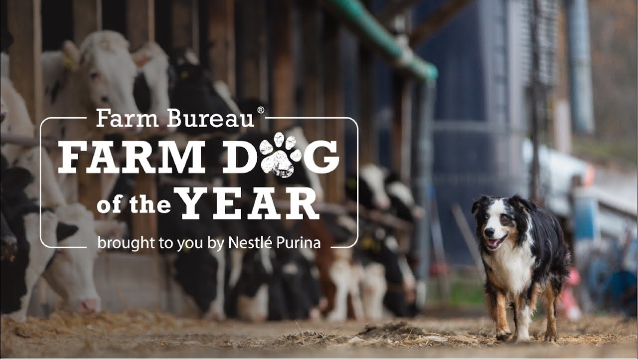 Farm Dog of the Year 2021: Bindi