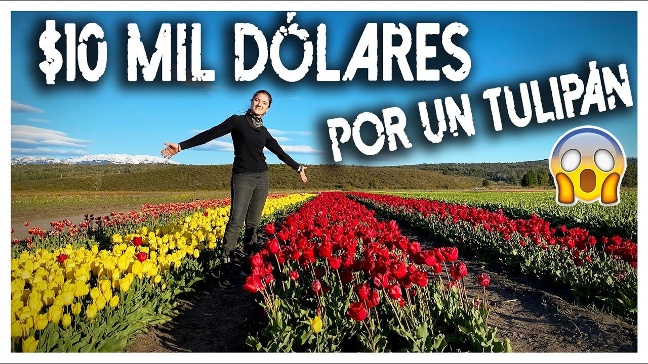 EL CAMPO DE TULIPANES MAS GRANDE DEL PAIS - Trevelin, Chubut