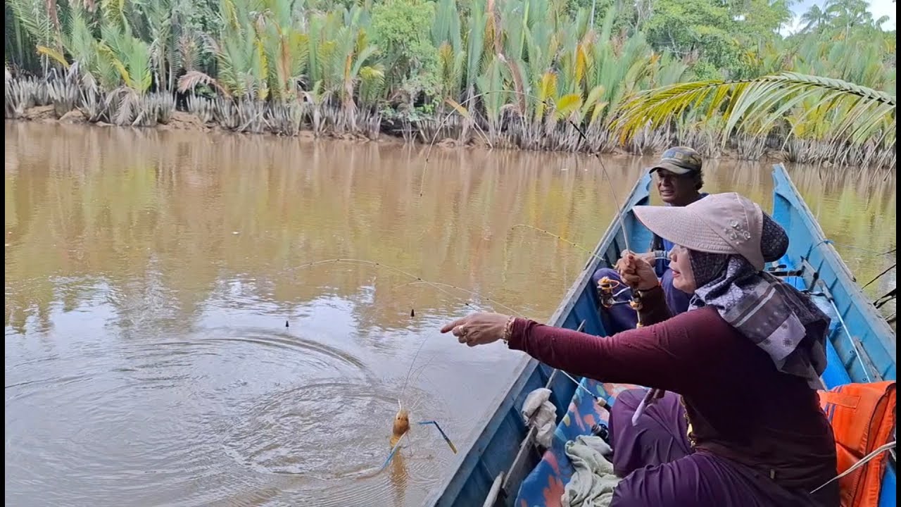 Walaupun hanya satu ekor capit biru,tapi lumayan banyak capit kuning nya