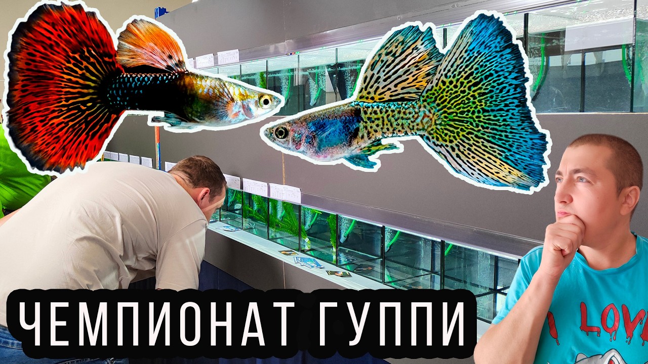 Битва чемпионов: ГУППИ 2024 ⚔️ Борьба за титул лучшей рыбки! Европейский Чемпионат ГУППИ 2024! 4K